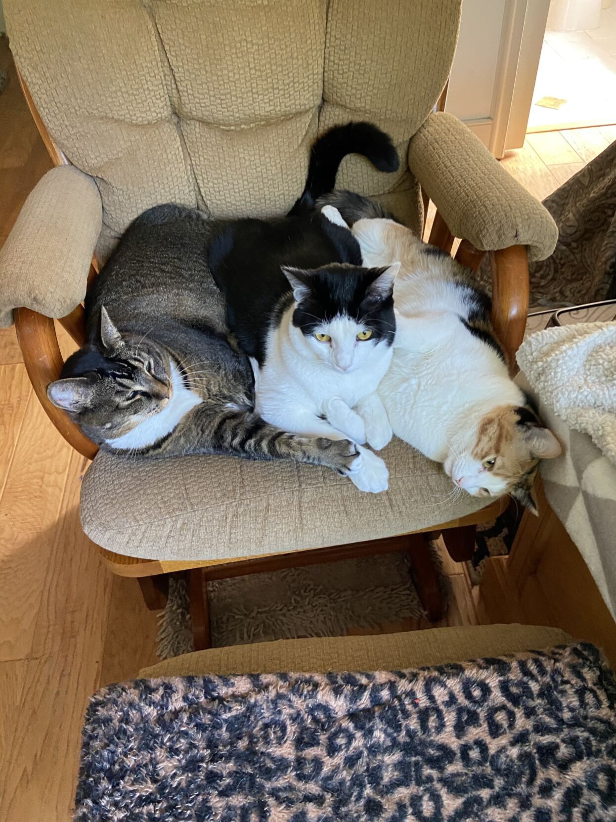 Duchess, Mickey and Bailey